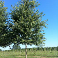 Freeman's Maple  - Acer freemanii  | Wirebasket from ABTrees