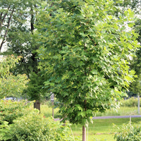Tulip Tree - Liriodendron tulipifera | Potted Deciduous Tree