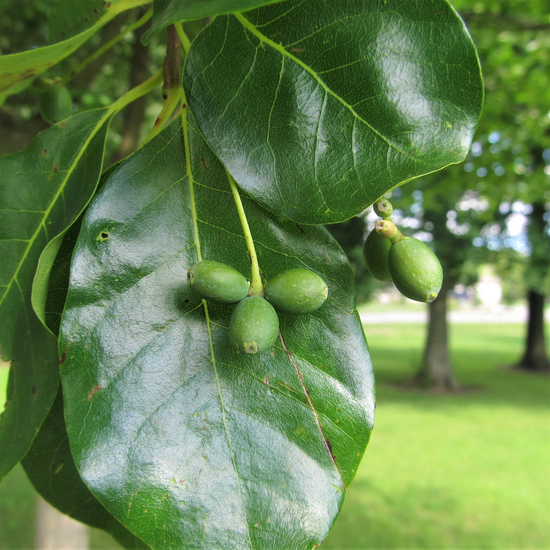 Black Gum - Nyssa sylvatica | Wirebasket Deciduous Tree // ABTrees