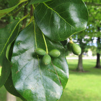 Black Gum - Nyssa sylvatica | Wirebasket Deciduous Tree // ABTrees