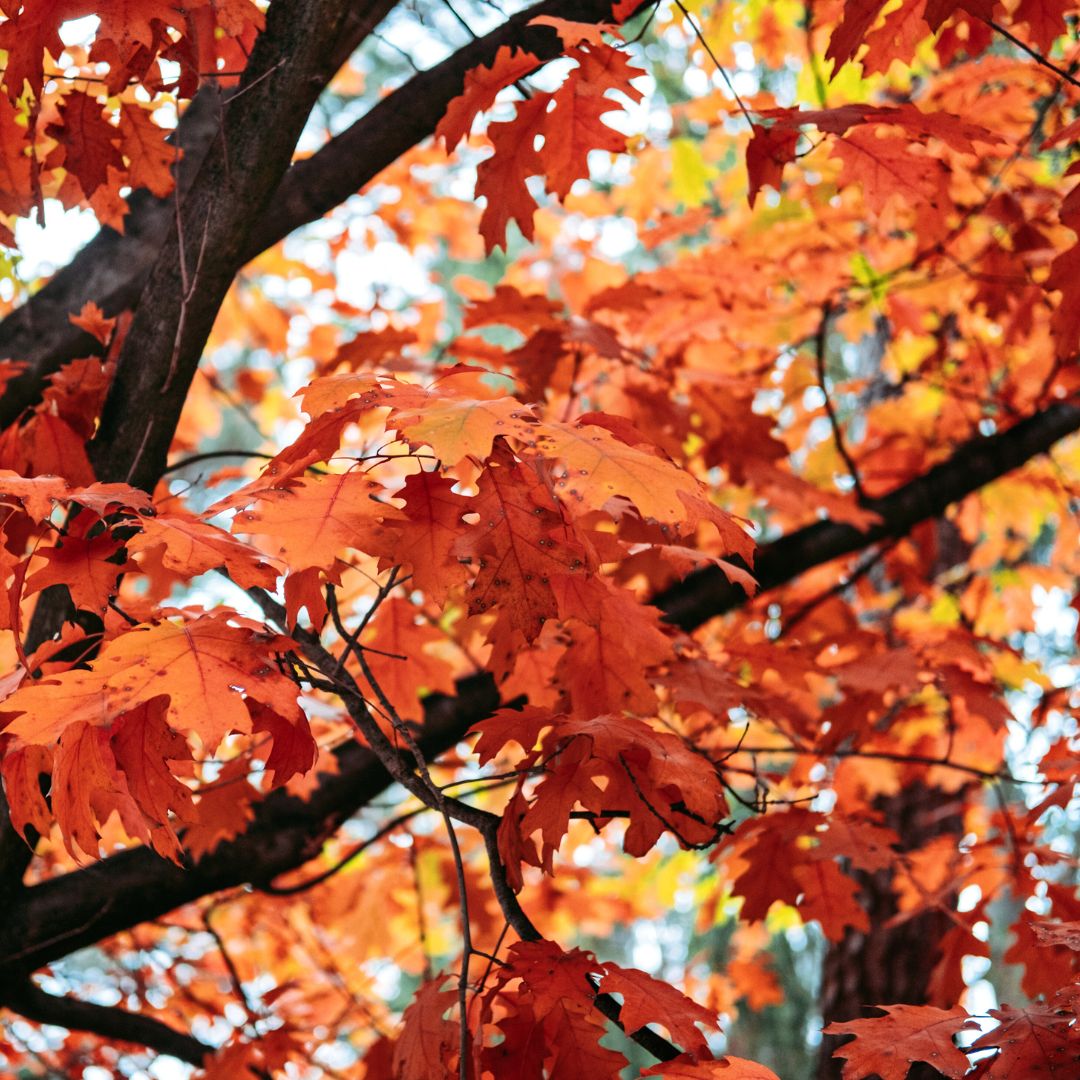 Red Oak  - Quercus rubra  | Wirebasket Deciduous Tree // ABTrees