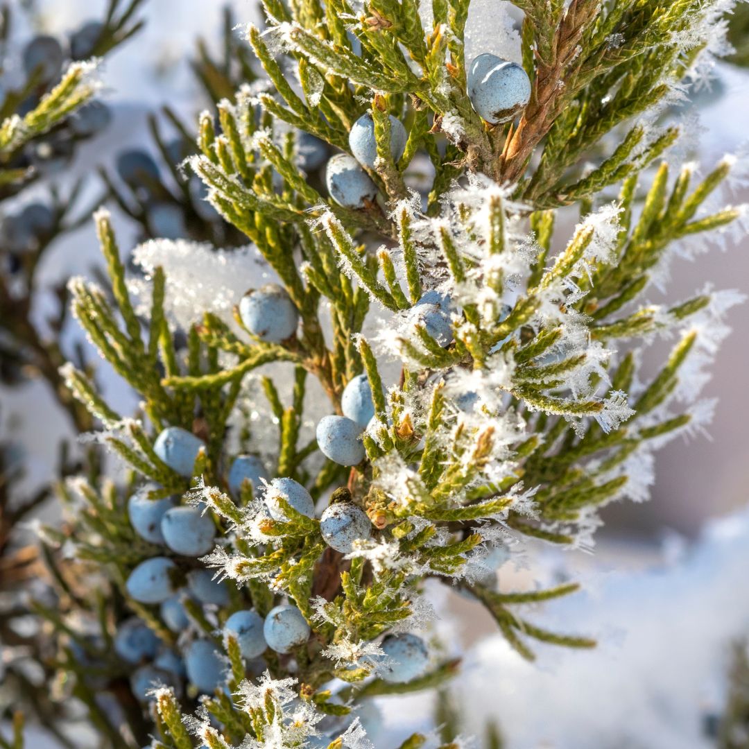 Red Cedar - Juniperus virginiana | Potted from StWilliams