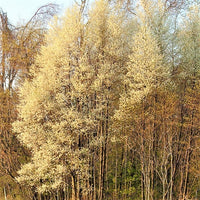 Pin Cherry - Prunus pensylvanica | Potted from StWilliams
