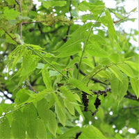 Black Walnut - Juglans nigra | Potted from StWilliams