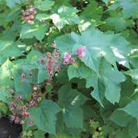 Purple-Flowering Raspberry - Rubus odoratus | Potted from StWilliams