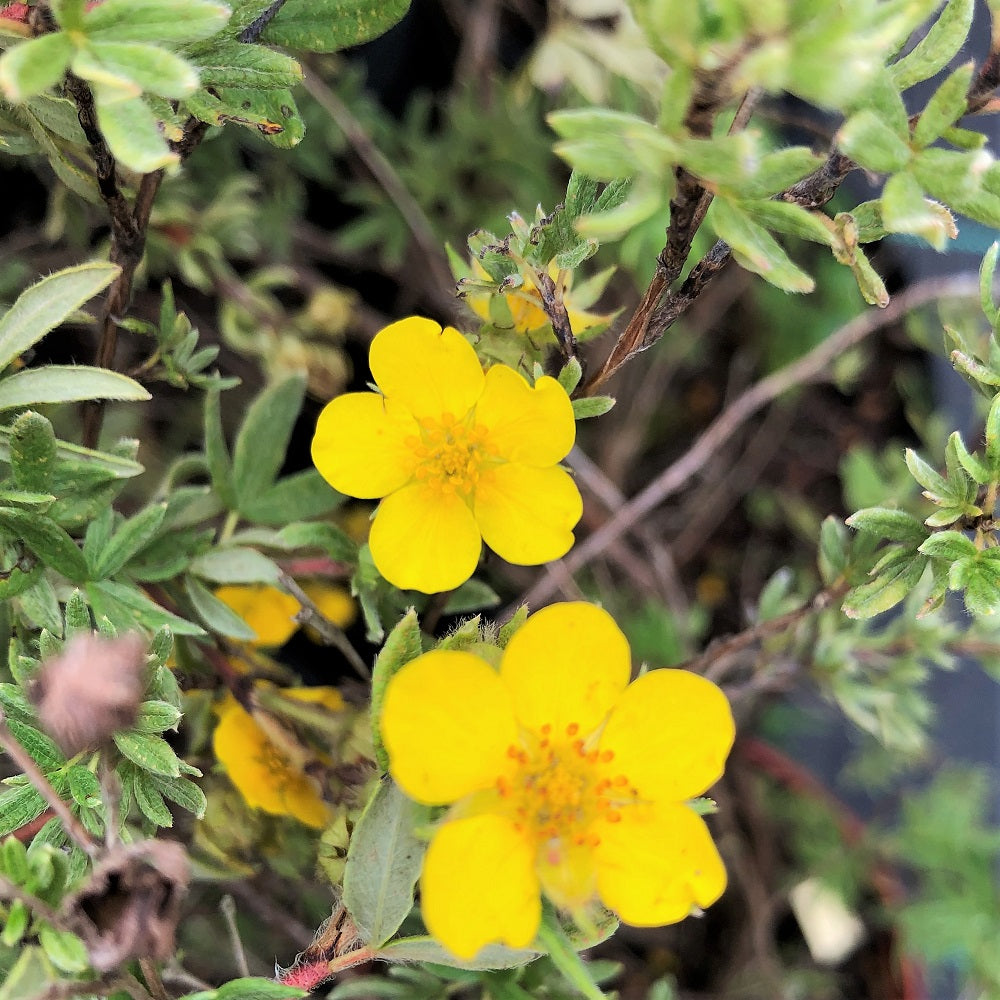 Shrubby Cinquefoil - Potentilla fruticosa | Potted Shrub