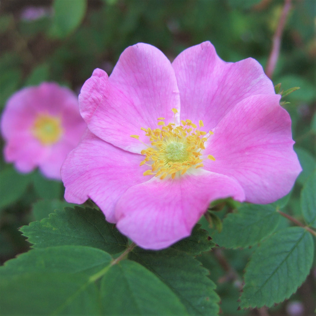 Prickly Wild Rose - Rosa acicularis | Potted from StWilliams