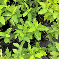 Spicebush - Lindera benzoin | Potted Shrub-Small Tree