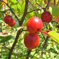 American Plum - Prunus americana | Potted from StWilliams
