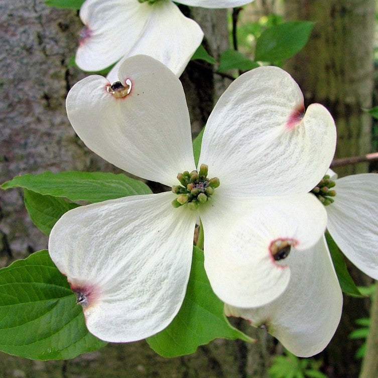 Flowering Dogwood - Cornus florida | Potted from StWilliams