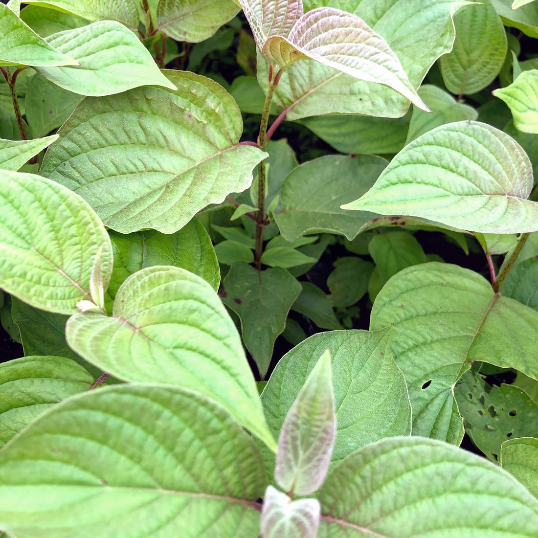 Round-Leaved Dogwood - Cornus rugosa | Potted from StWilliams