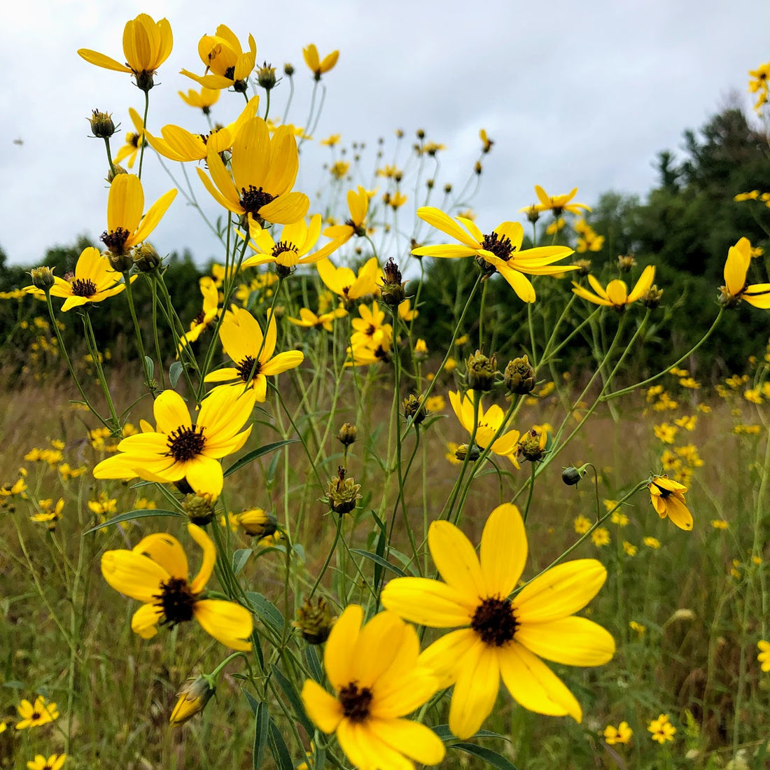Tallgrass Prairie Native Seed Mix (kg)