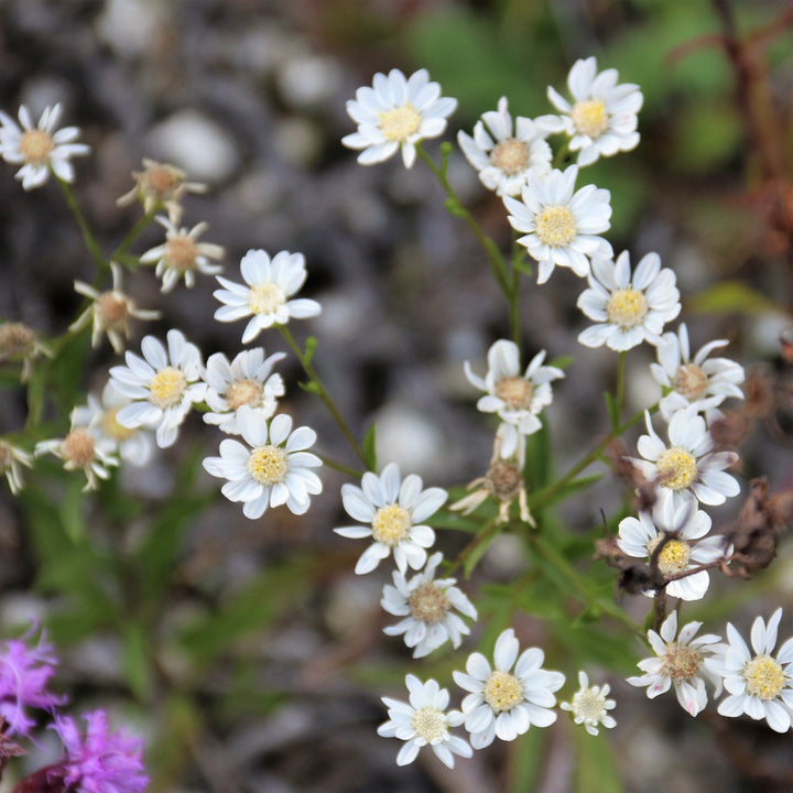 Bulk Native Seed Mixes – St Williams Native Seed + Plants Supply