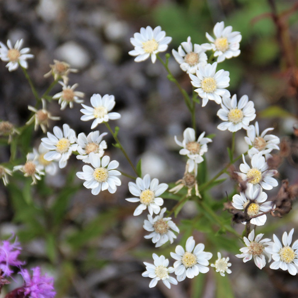 Low Grow Ground-Covering Native Seed Mix (kg)
