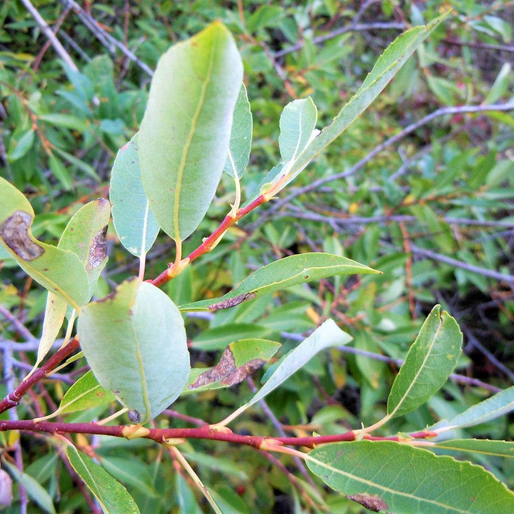 Woolly-Headed Willow - Salix eriocephala | Potted from StWilliams