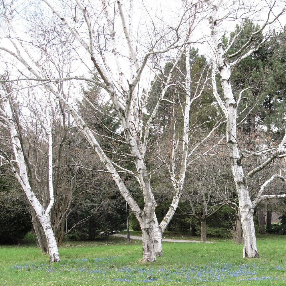 White Birch;Paper Birch - Betula papyrifera | Potted from StWilliams
