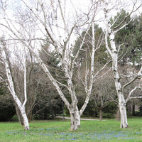 White Birch;Paper Birch - Betula papyrifera | Potted from StWilliams