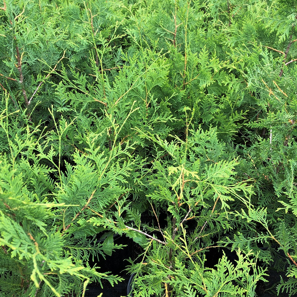 White Cedar - Thuja occidentalis | Potted Coniferous Tree