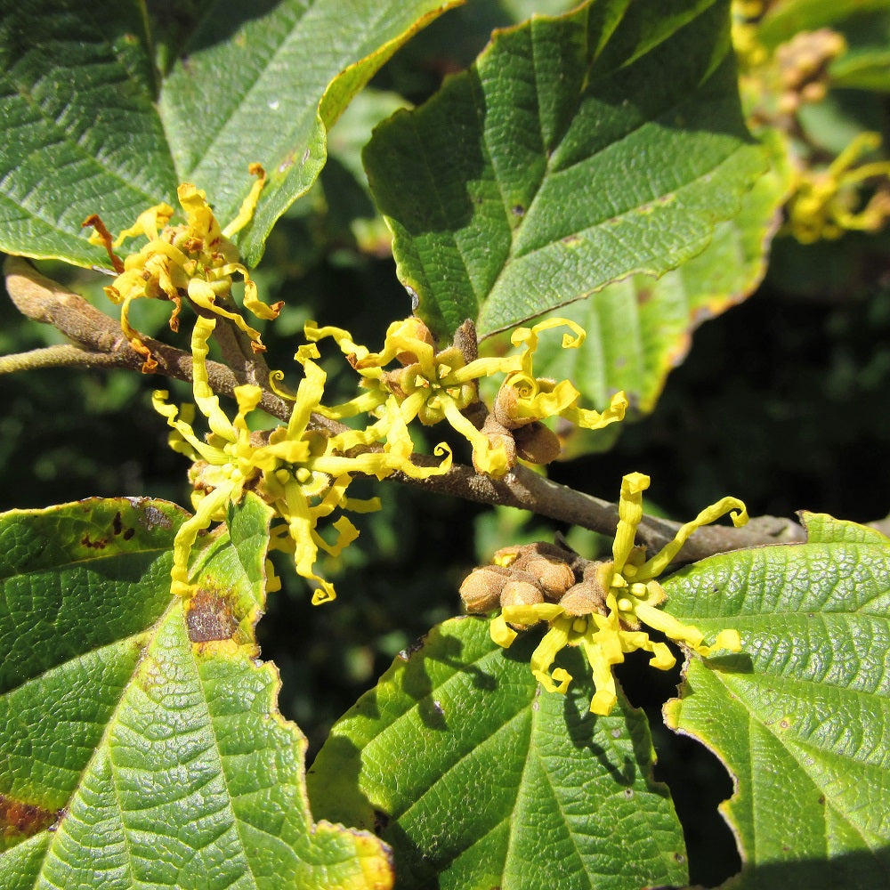 Witch-Hazel - Hamamelis virginiana | Potted Shrub-Small Tree