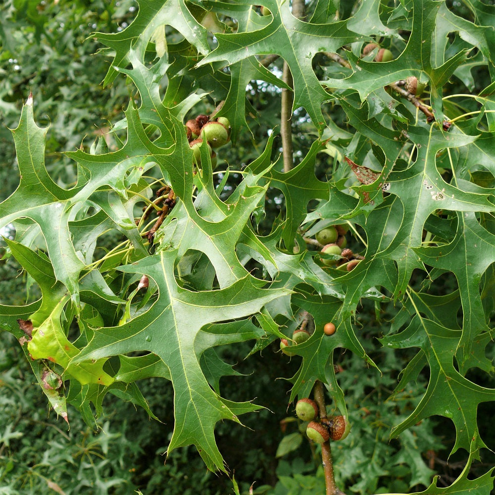 Pin Oak - Quercus palustris | Potted from StWilliams