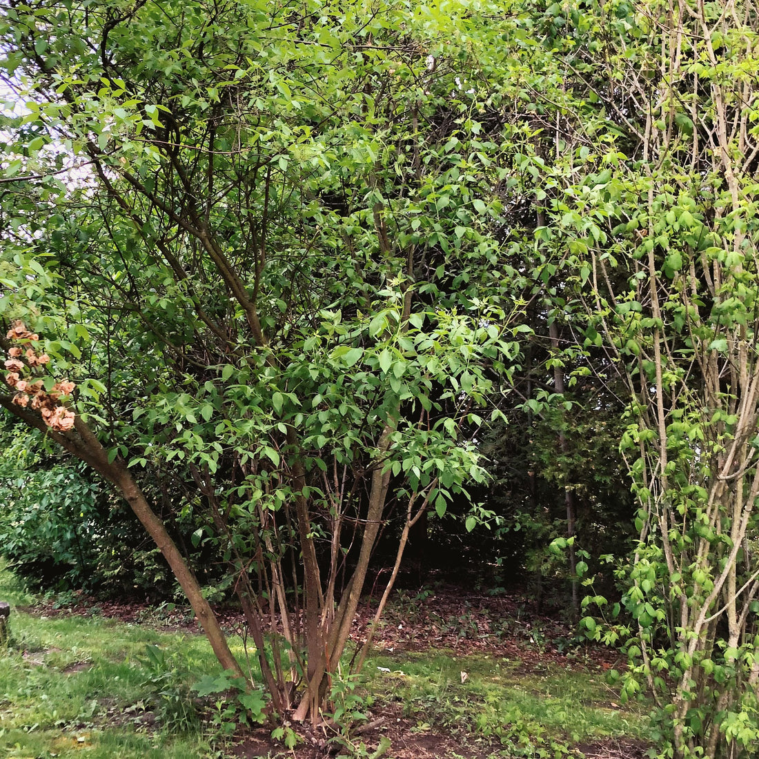Hop Tree - Ptelea trifoliata | Potted from StWilliams