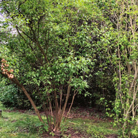 Hop Tree - Ptelea trifoliata | Potted from StWilliams