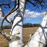 White Birch;Paper Birch - Betula papyrifera | Potted from StWilliams