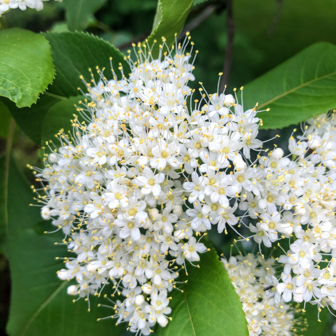 Nannyberry - Viburnum lentago | Potted from StWilliams