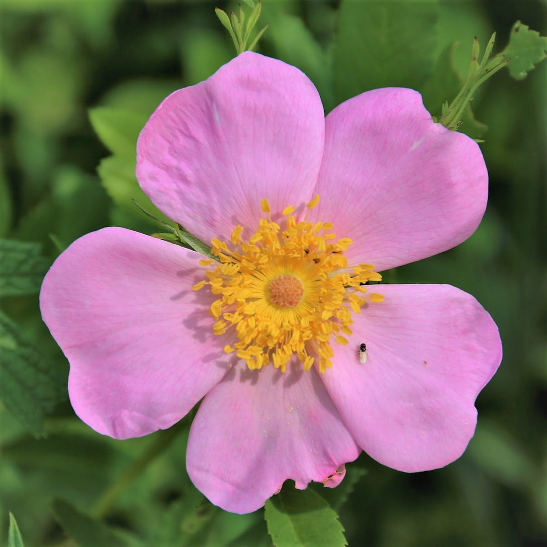 Swamp Rose - Rosa palustris | Potted from StWilliams