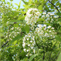 Choke Cherry - Prunus virginiana | Potted from StWilliams
