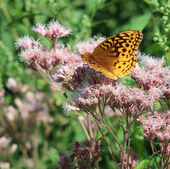 Pollinator Habitat - Dry Meadow Native Seed Mix (kg)