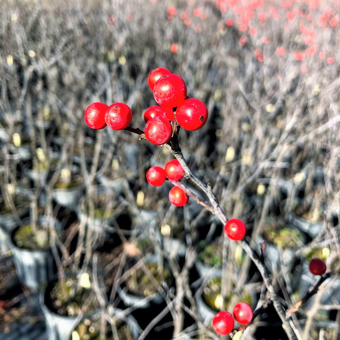 Winterberry - Ilex verticillata | Potted from StWilliams