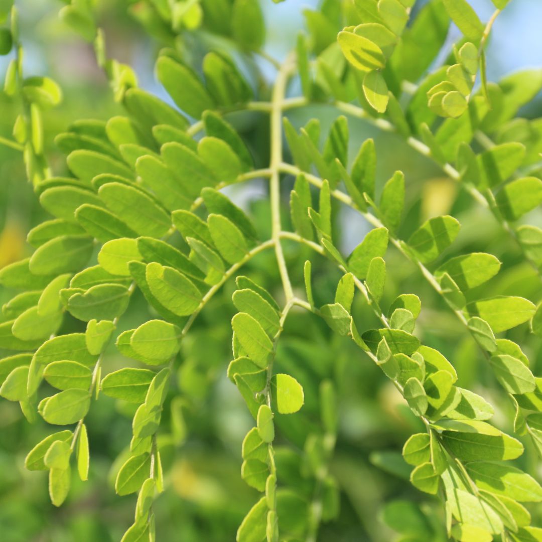 Honey Locust &