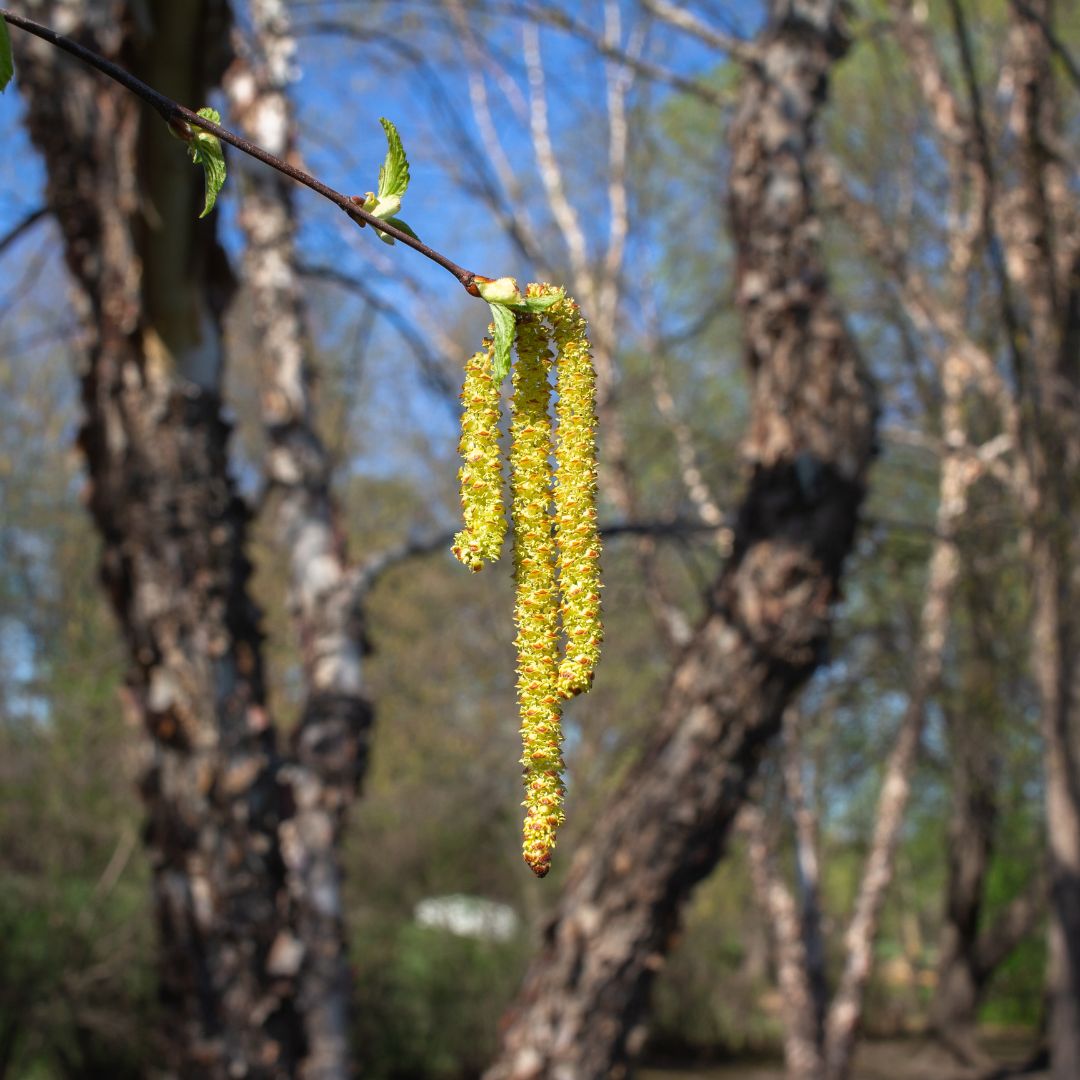 Black;River Birch  - Betula nigra  | Wirebasket from ABTrees