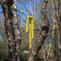 Black;River Birch  - Betula nigra  | Wirebasket from ABTrees