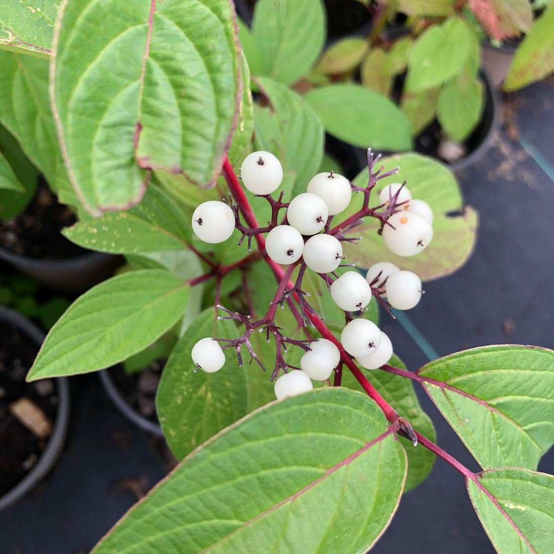 Red Osier Dogwood - Cornus stolonifera (C. sericea) | Potted from StWilliams