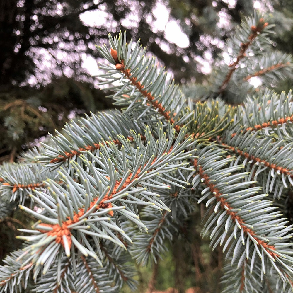 Colorado Blue Spruce - Picea pungens | Potted from StWilliams