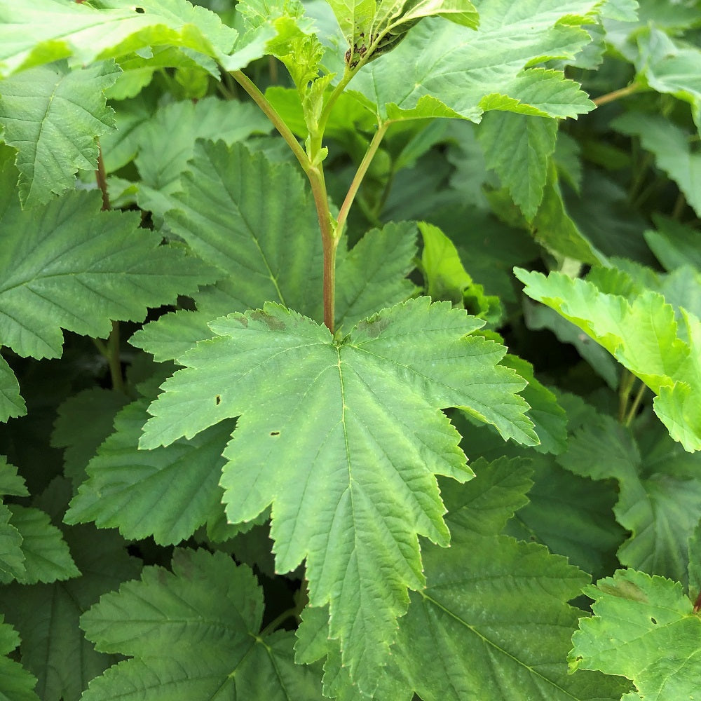 Ninebark - Physocarpus opulifolius | Potted from StWilliams