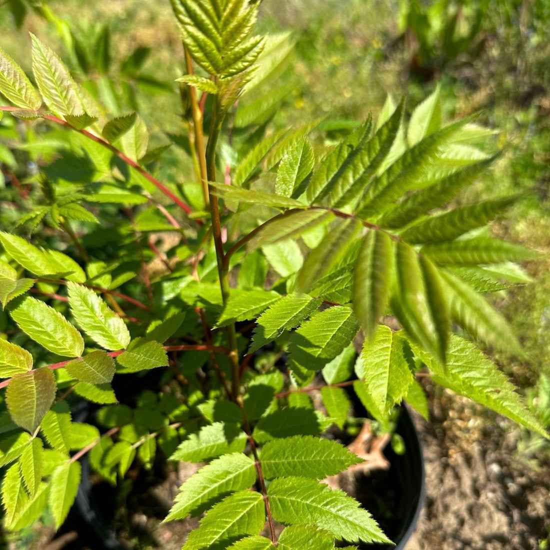 American Mountain Ash - Sorbus americana | Potted from StWilliams