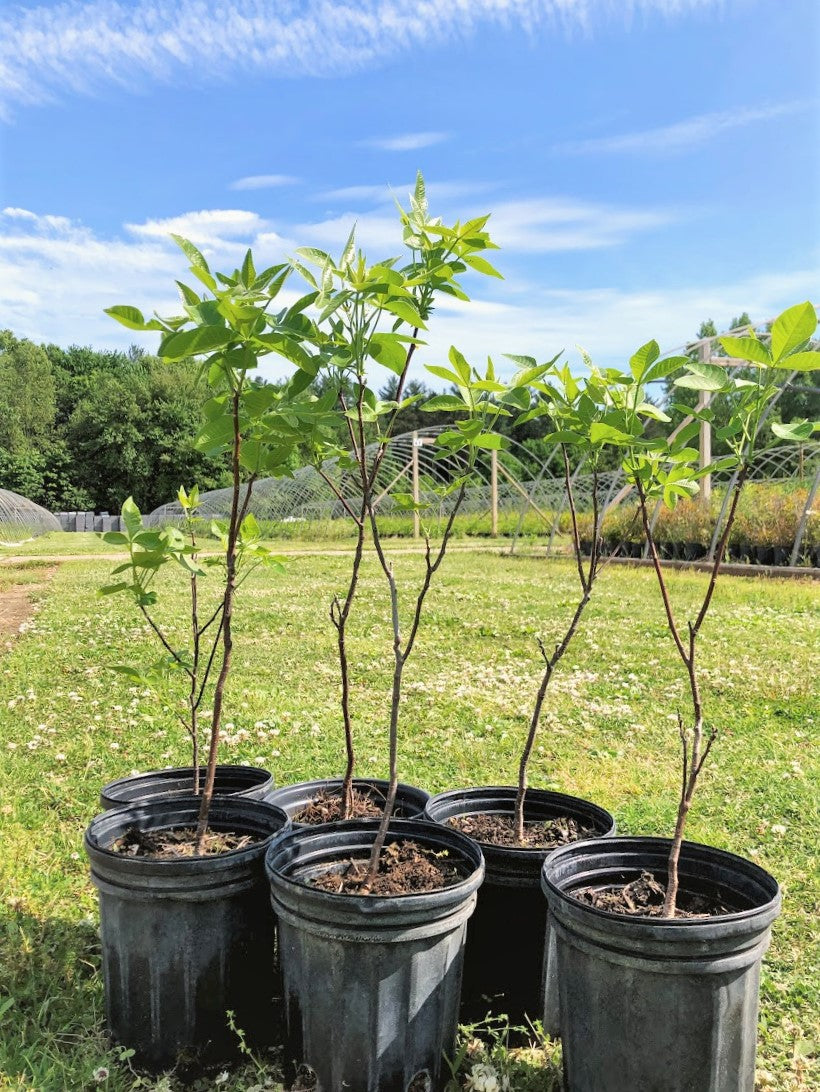 Hop Tree - Ptelea trifoliata | Potted from StWilliams