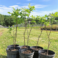 Hop Tree - Ptelea trifoliata | Potted from StWilliams
