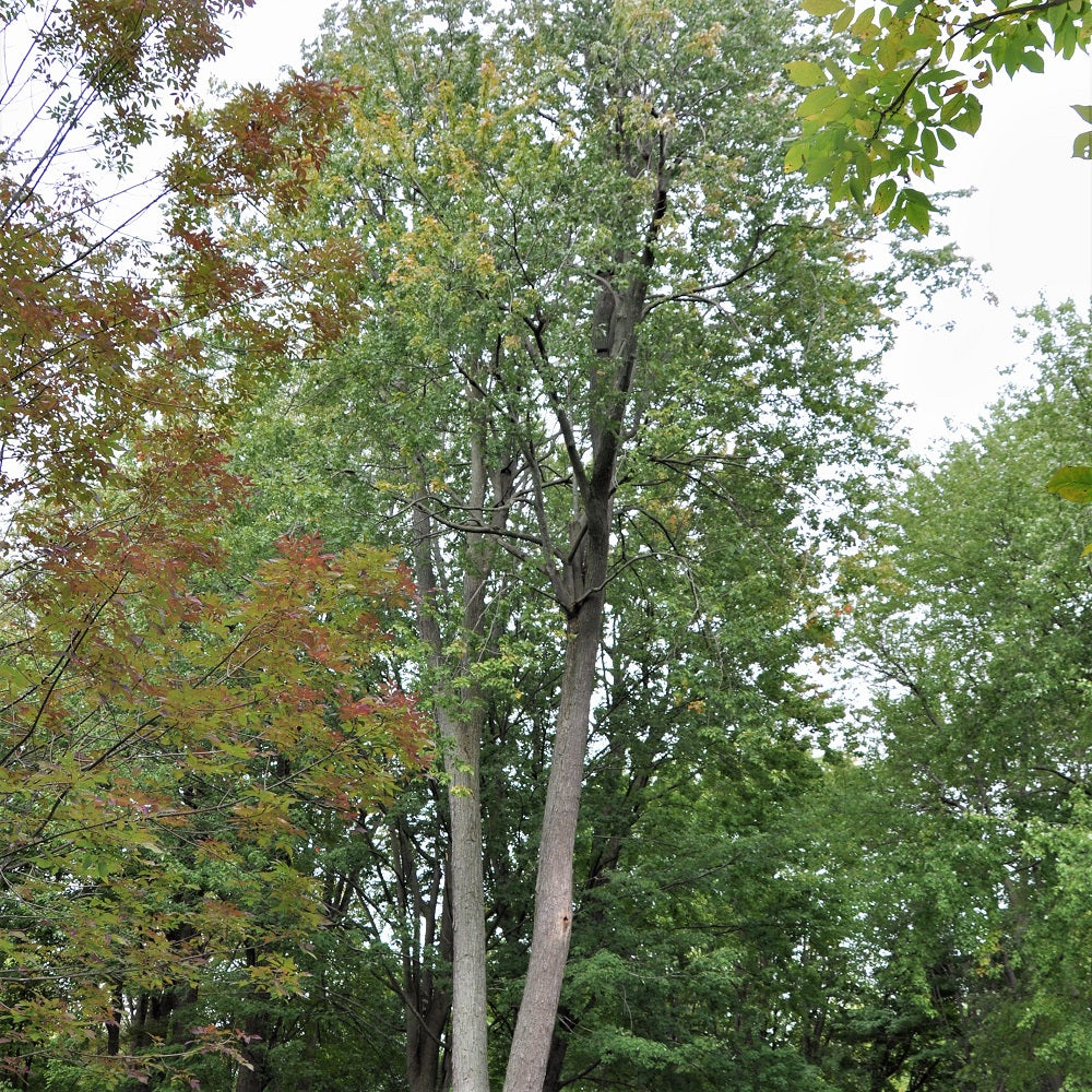 Silver Maple - Acer saccharinum | Potted from StWilliams
