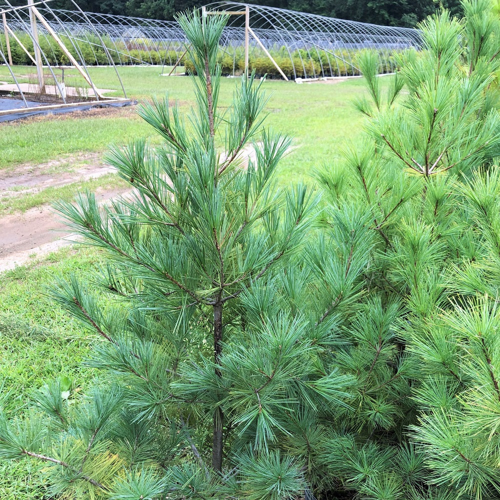 White Pine - Pinus strobus | Potted from StWilliams