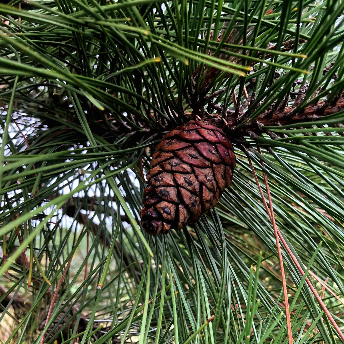 Red Pine - Pinus resinosa | Potted from StWilliams