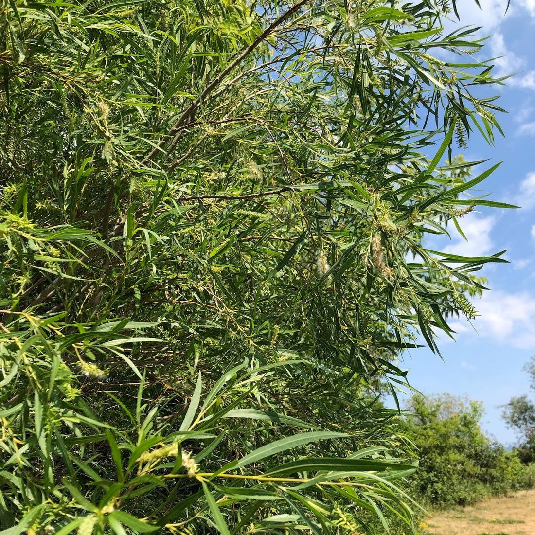 Sandbar Willow - Salix exigua | Potted from StWilliams