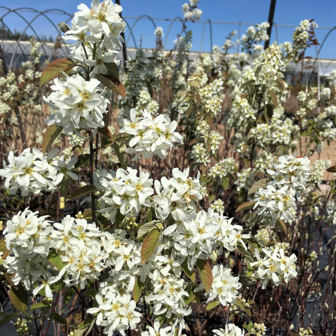 Smooth Serviceberry - Amelanchier laevis | Potted from StWilliams