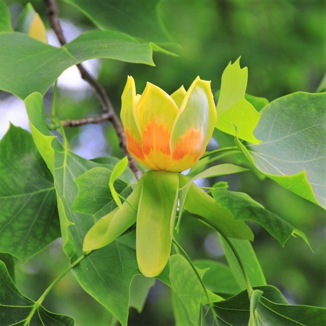 Tulip Tree - Liriodendron tulipifera | Potted from StWilliams