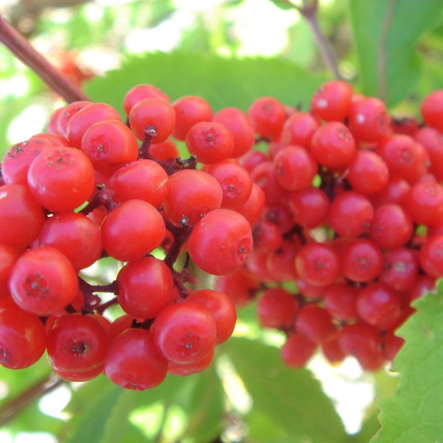 Red-Berried Elder; Red Elderberry - Sambucus racemosa (pubens) | Potted from StWilliams