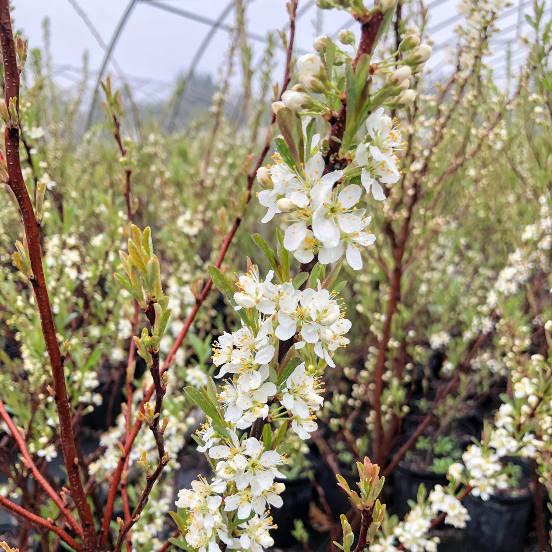 Beach Sand Cherry - Prunus pumila | Potted from StWilliams