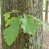 Swamp White Oak - Quercus bicolor | Potted from StWilliams